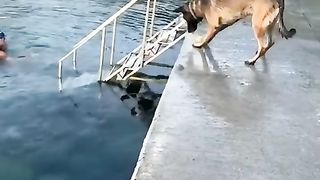 Dog playing with boll for happiness