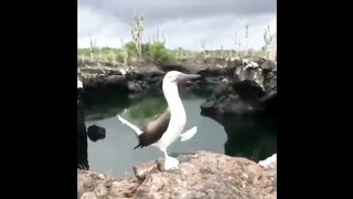 FUNNY BIRDS, jokes with animals | FUNNY BIRDS,