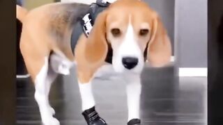 Fun with animals 2023: Funny to tears