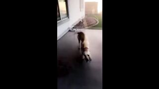 FUN WITH ANIMALS compilation