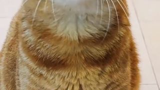 Tak bosan mendengar oyen nyanyi