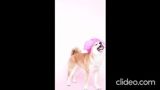 FUNNY KITTENS 2023 /FUNNY ANIMALS 2023