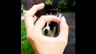 FUN WITH ANIMALS compilation 2