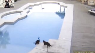 FUN WITH ANIMALS 2020/ CATS, DOGS