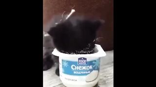 Cuteness is off the charts JOKES WITH ANIMALS