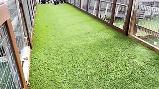 Here is a group of dogs having fun.