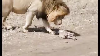 Funny Lion Viral Video