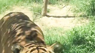 tigers