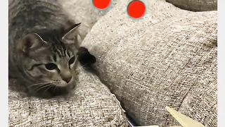 Funny Cat Viral Video 2