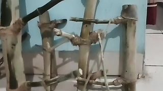 Bambu petuk bertuah