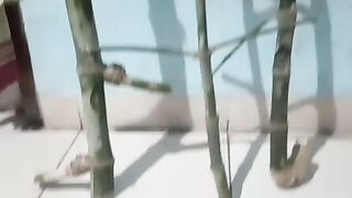 Bambu petuk dan bambu patil lele