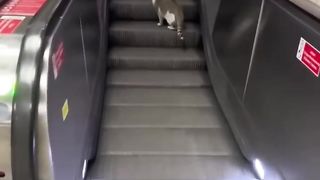 Funniest cats????In The World???? Funny and Fails Pets Video 3