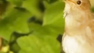 Live birds and lovely pet's