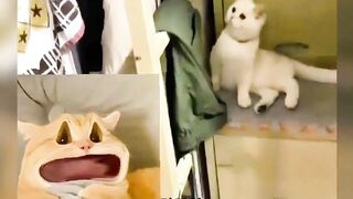 Animals: I have never been so speechless in my life!
