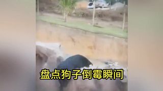 Inventory of the unlucky moments of the stupid puppy. The dog is completely embarrassed. It feels sad and funny to watch