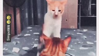 Funny Dancing Cat Viral Video