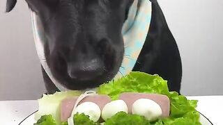 dogs eating food