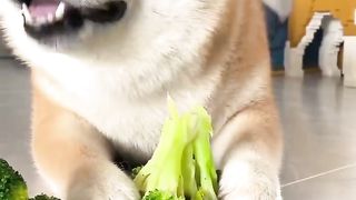 dogs eating food 2
