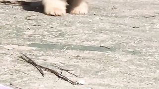 puppy 3