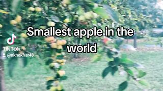 Smallest apple