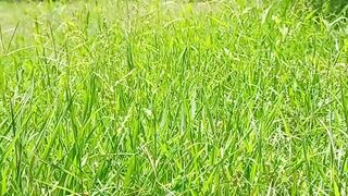 Nature Green View |Amazing Scenery | Calming View | Relaxing Soul