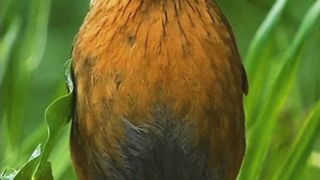 Most beautiful Birds 42 | 4K Nature Video | Most Beautiful NATURE