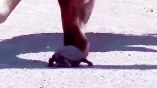 Funny Giraffe vs Tortuise Viral Video