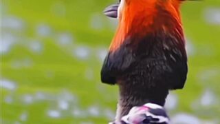 Most Beautiful Birds 43 | Nature Video | Calming View | Amazing Scenery