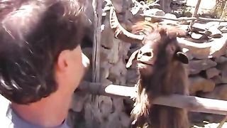 Funny Goat Vs Man Viral Video