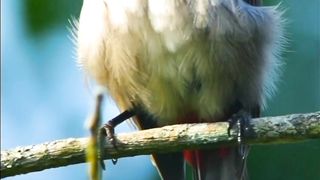 Most Beautiful Birds 44 | Wonderful Planet Earth | Relaxing Soul | Calming View | Febspot