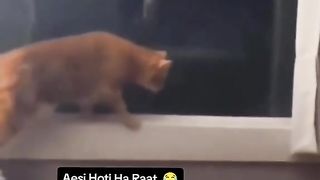 Funny Cat Vs Dog Viral Video