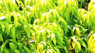 Natural View | Peaceful Scenery | Breathtaking View | 4K GREEN NATURE | febspot