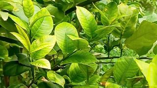 Relaxing Mind and Soul | Calm Video | Green Scenery | Peaceful Video | NATURE