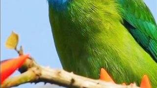 Most Beautiful Birds 45 | Calm and Relax | Relaxing Life | FEEL HAPPY IN LIFE | Febspot