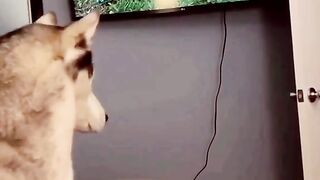 Funny Naughty Cat Viral Video