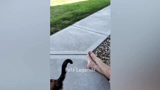 Animaux les plus drôles - Nouvelles vidéos drôles de chats et de chiens - Partie 3