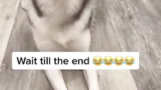 Funny | Treat Time: He Deserves a Treat! | FunFM