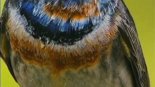 Most Beautiful Birds 46 | Relaxing Soul | Amazing Scenery | Nature Video