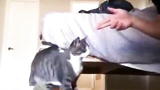 smart cat 3