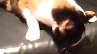 Cat making strange noises