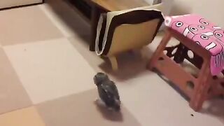 owl walking a little