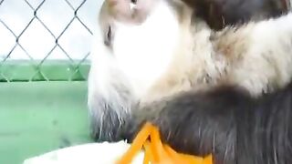 Too lazy sloth