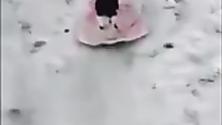 cat sledding on its own