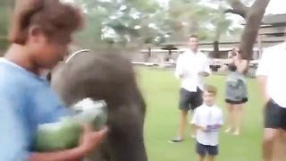 Fun with animals 2