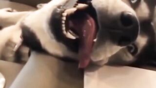 Funny animals. Fun with cats.