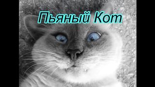 Fun with cats! Fun with animals!