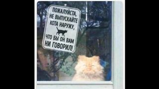 FUN WITH ANIMALS 2020/ CATS, DOGS 3