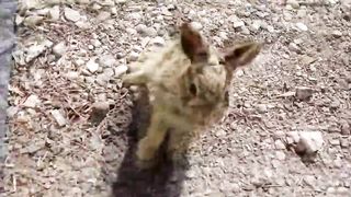 FUN WITH ANIMALS compilation 3