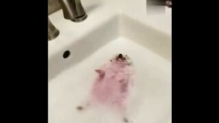 A PIG DANCES IN THE MIDDLE OF THE ROAD and other jokes