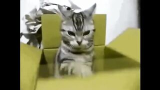 FUN WITH ANIMALS compilation 4